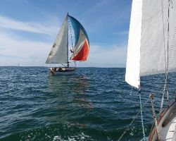 Salangane sous spi le long des éoliennes du banc de Guérande