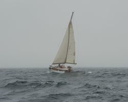 Sur Salangane aussi